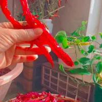 فلفل قرمز تند|خوردنی و آشامیدنی|پاکدشت, پاکدشت (مامازند)|دیوار