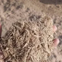 باگاس کاه نیشکر بهترین کیفیت و قیمت