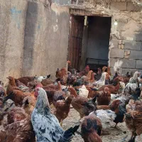 فروش مرغ محلی تخم گزار و خروس|حیوانات مزرعه|نوشهر, |دیوار
