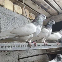 کله دم سبز و سیاه و الماسی و زاغ