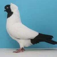 راهب موشی و طاووسی بلژیکی