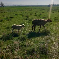 میش بره دار|حیوانات مزرعه|مشهد, شهرک امام سجاد|دیوار