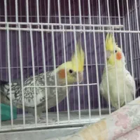 عروس هلندی جفت