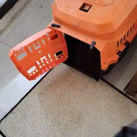 واگذاری رایگان گربه نر|گربه|شاهین‌شهر, شهرک گلدیس|دیوار