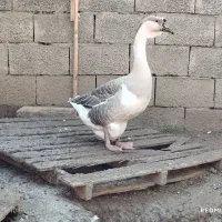 معاوضه غوغاز و غاز اوکراینی توضیحات داخل کپشن