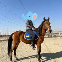 اسب مادیان کرد شناسنامه دار