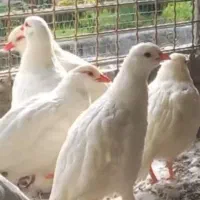 تخم نطفه دار بلدرچین کوهی