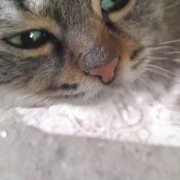 گربه‌پرشین‌ماده