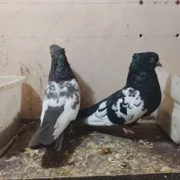 کبوترسینه