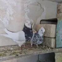 طوقی|پرنده|شیراز, گویم|دیوار