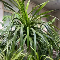 گیاه پاندانوس|گل و گیاه طبیعی|تاکستان, |دیوار