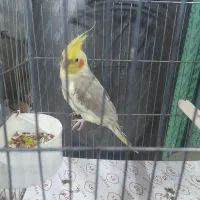 عروس هلندی سخنگو|پرنده|نسیمشهر, |دیوار