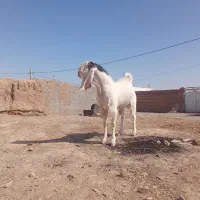 نر بز پاکستانی|حیوانات مزرعه|ششطراز, |دیوار
