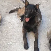 توله مالینویز اصیل ماده 5ماهه