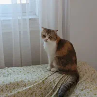 گربه بریتیش تری کالر