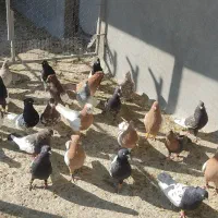 بهبونی شهری هوایی|پرنده|شیراز, شهرک رضوان|دیوار