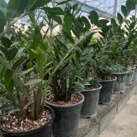 فروش و ارسال عمده گل وگیاه به کل کشور|گل و گیاه طبیعی|چمستان, |دیوار