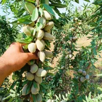 درخت بادام سوپرنوا ، نهال ،گلخانه نهالستان در مشهد|گل و گیاه طبیعی|مشهد, عبادی|دیوار