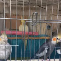 ۳ عدد عروس هلندی