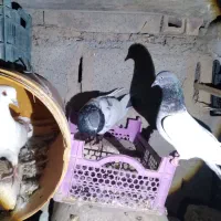 سرگرمی وفراغت|پرنده|ارزوئیه, |دیوار