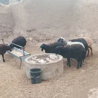 بره‌نر‌