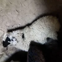 بره نر