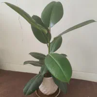گیاهان شاداب و زیبای آپارتمان