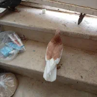 یال، اشعل، سیاه|پرنده|بندر ماهشهر, |دیوار