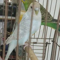 دو جوجه مرغ عشق