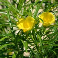 درخت تی وی تیا خورموج|گل و گیاه طبیعی|خورموج, |دیوار
