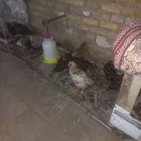 مرغ و خروس
