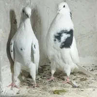 کبوتر پرشی فروشی نر و ماده همه چی معلومه تو فیلم