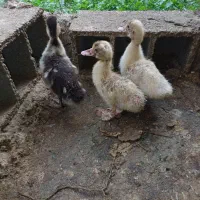 جوجه اردک خارجی|حیوانات مزرعه|جلین, |دیوار