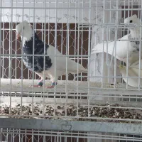 کبوتر،کفتر،طوقی،هفترنگ|پرنده|شاهین‌شهر, اقبال لاهوری|دیوار