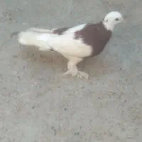 کفتر