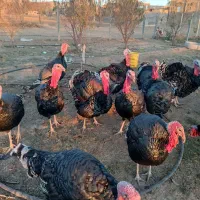 فروش بوقلمون برنزی گوشتی محلی|حیوانات مزرعه|سنقر, |دیوار