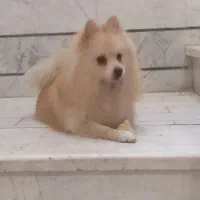 پامرین|سگ|قزوین, |دیوار