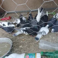 خروس جوانه ۲ملیون،کبوتران دونه ای ۲۵۰