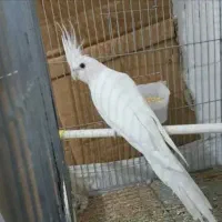 عروس هلندی جفت