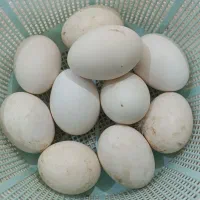 تخم مرغ لری گلین نطفه دار