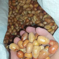 کشمش و سنجدو داش بادام وزرد آلو خشک شده  وگردو