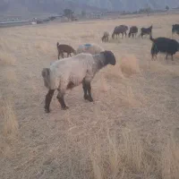 بره قوچ بختیاری