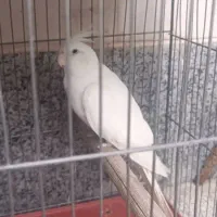 فروش عروس هلندی در نژاد های مختلف