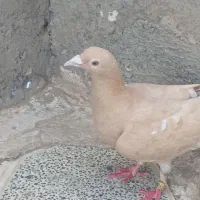 میولمنزز