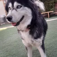 هاسکی (سیبرین)|سگ|ورامین, ورامین|دیوار