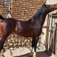 نریان سیلمی ترک دره شور|اسب و تجهیزات اسبسواری|اصفهان, شهریار|دیوار