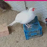 خروسک|حیوانات مزرعه|گالیکش, |دیوار