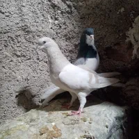 2جفت شهری چپویال بی نقص|پرنده|شیراز, دروازه قران|دیوار