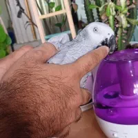 کاسکو پر صحبت باهوش درشت شاه تخم زیبا