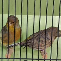 قناری  گلاستر  اورجینال|پرنده|شیراز, سینما سعدی|دیوار